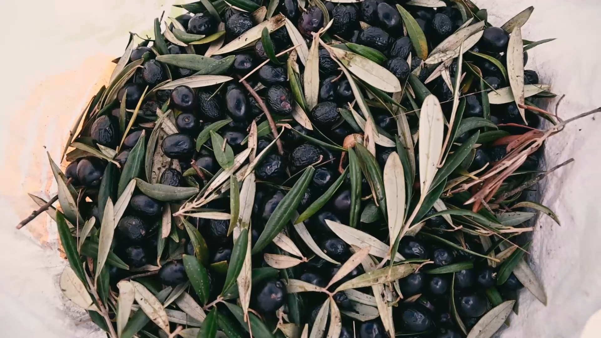 imagen cubo de aceitunas