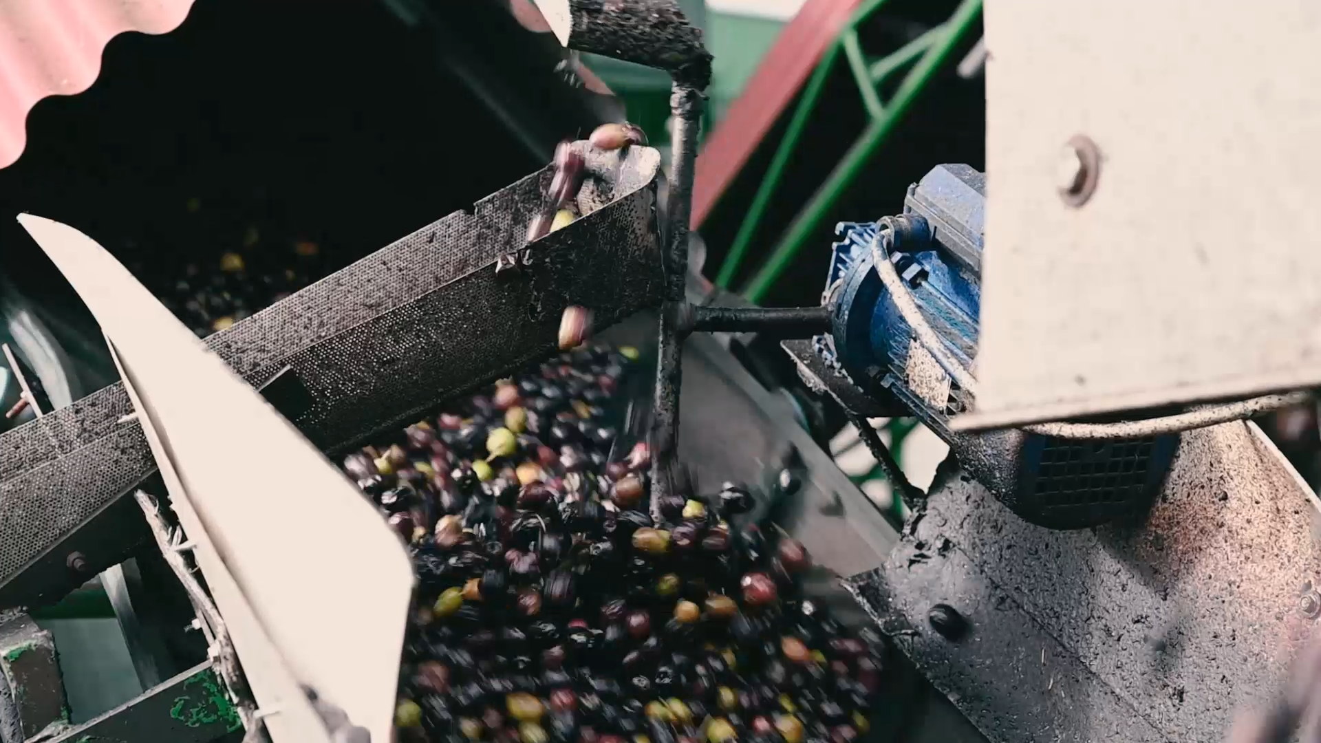 imagen cubo de aceitunas