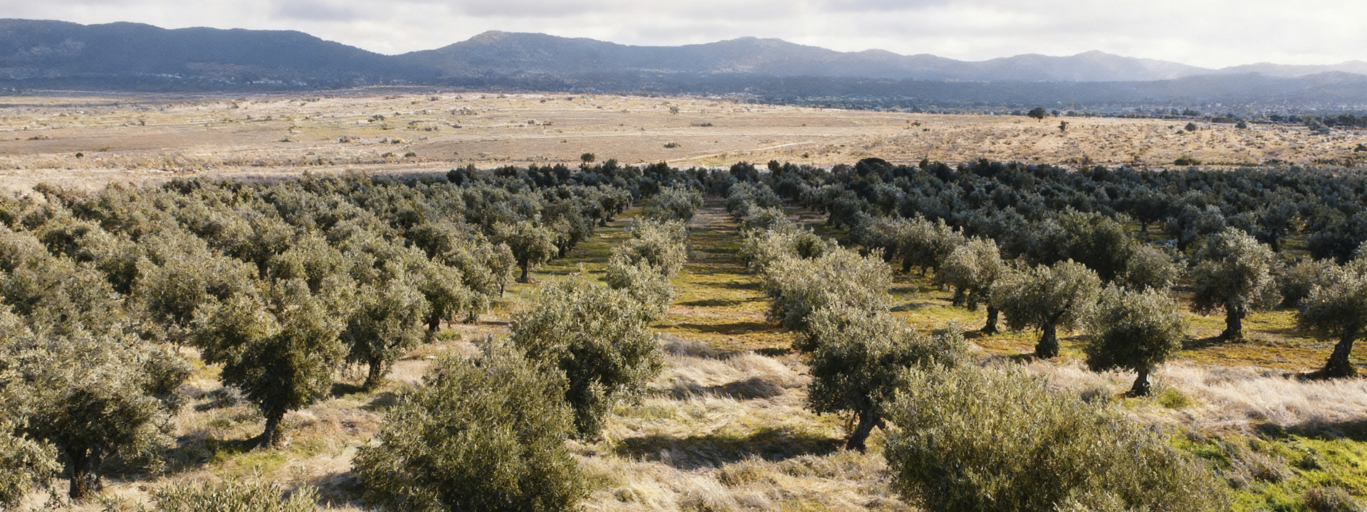 olivos vista panorámica